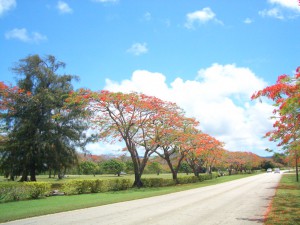 20130513-flametree (1)