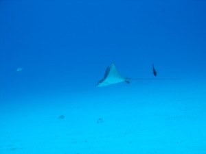 eagleray-pipe