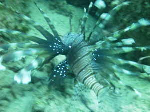 20130804-lionfish