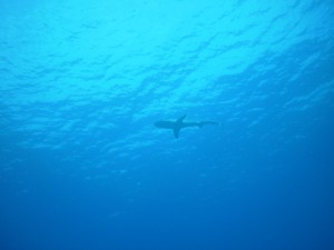 20130812-shark