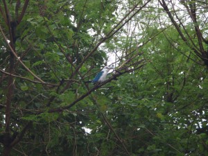 20131027-kingfisher