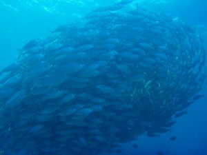 20131121-trevally