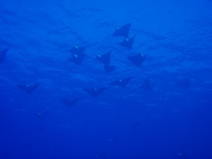 20131127-eagleray