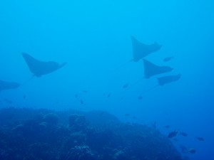 20131214-eagleray