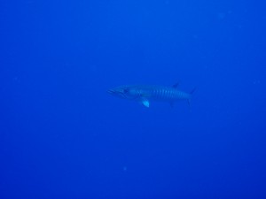 20131217-barracuda