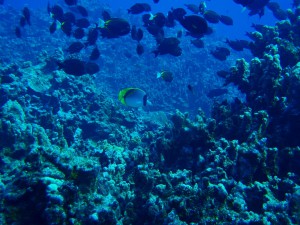 20131220-lined-butterflyfish