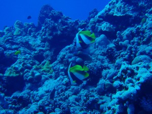 20131220-masked-bannerfish