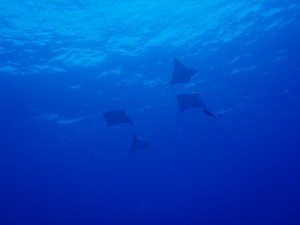 20140208-eagleray