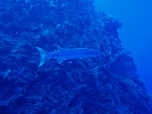 20140211-barracuda