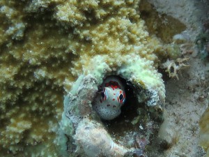 20140403-blenny