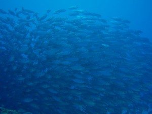 20140617-trevally
