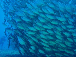 20140815-trevally