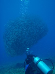 20140819-trevally