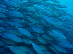 20140906pm-trevally