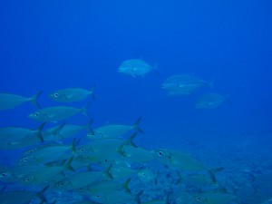 20140913-trevally