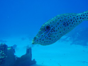 20141019-scribbled-filefish