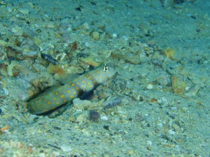 20141019-spotted-prawngoby