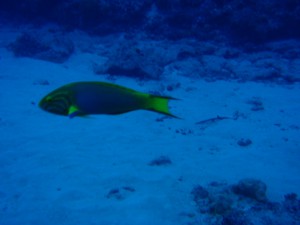 20141027-sunset-wrasse