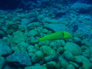 20141027-sunset-wrasse