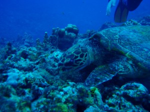 20150117-turtle